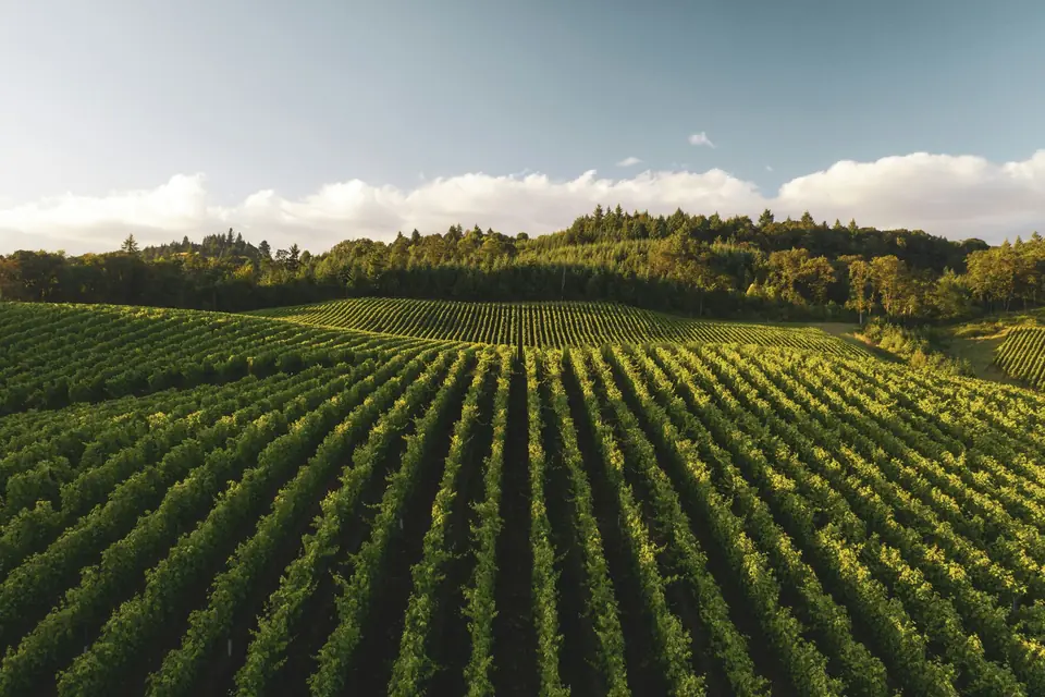 Zagreb Region Wine Tour