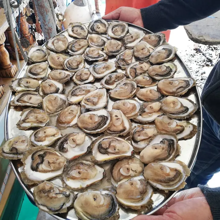 Mmajdis baa65