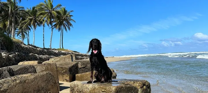 The Ultimate Guide to Pet-Friendly Beaches in Croatia