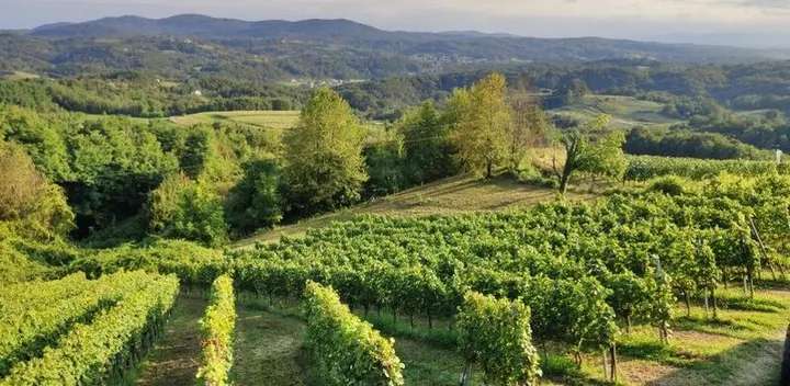 Vivodina